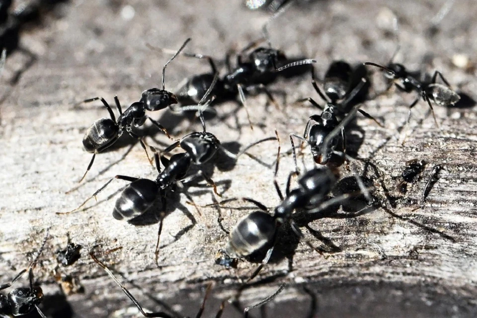 Муравьи идут на самопожертвование ради своей колонии: ученые нашли невероятную особенность у насекомых