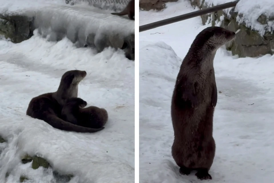 На свет появились два самца и три самочки. Фото: пресс-служба Новосибирского зоопарка имени Р. А. Шило