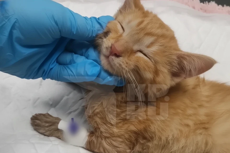 В Красноярске хозяева отказались лечить постиранного в машинке котенка. Фото: группа волонтеров.