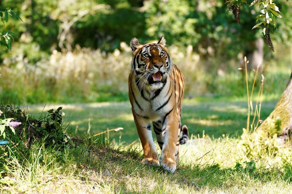 Россия вступила в Международный альянс больших кошек