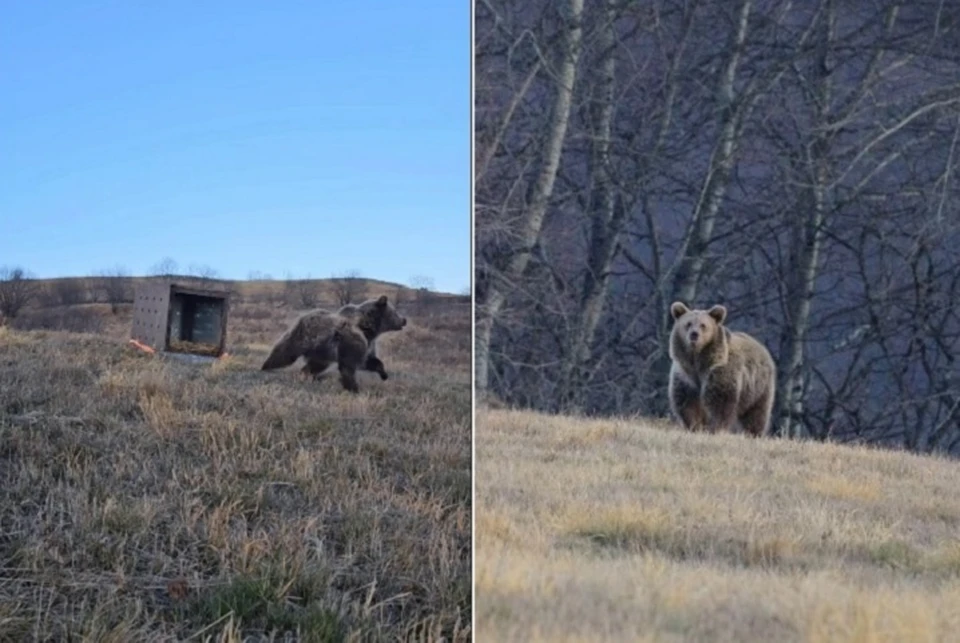 Медведь отбежал, а потом остановился и оглянулся прямо в сторону своих спасителей. Фото: стоп-кадр видео центра «Пеликан».