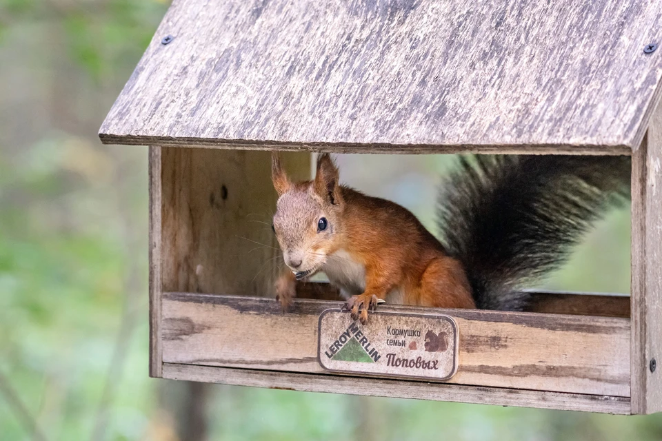 Некоторые продукты, которые кажутся безобидными, могут быть смертельно опасны для лесных обитателей.