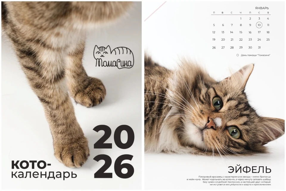 Создание кадров – процесс непростой: чтобы запечатлеть искреннюю эмоцию пушистой модели, требуется немало усилий и терпения. Фото: предоставлено героиней публикации