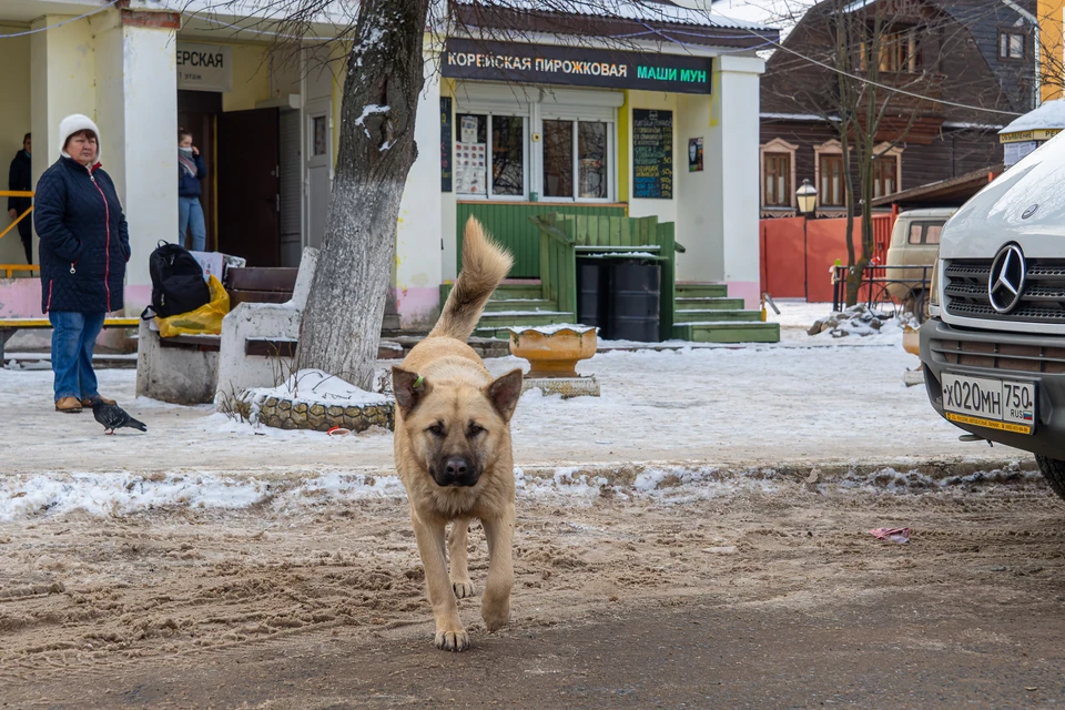 Очаги опасного заболевания зафиксированы в разных частях области