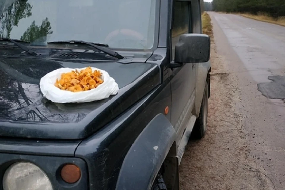Лисички из леса несут пакетами. Фото: Светлана РЗАЕВА, "Грибы Ярославской области", ВК