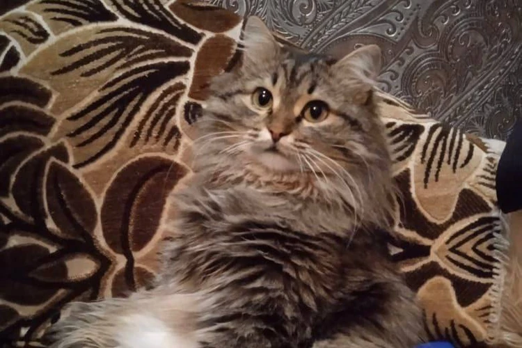 «Это лучший подарок к Новому году»: новосибирцы вернули хозяйке кота, который два месяца назад убежал из переноски