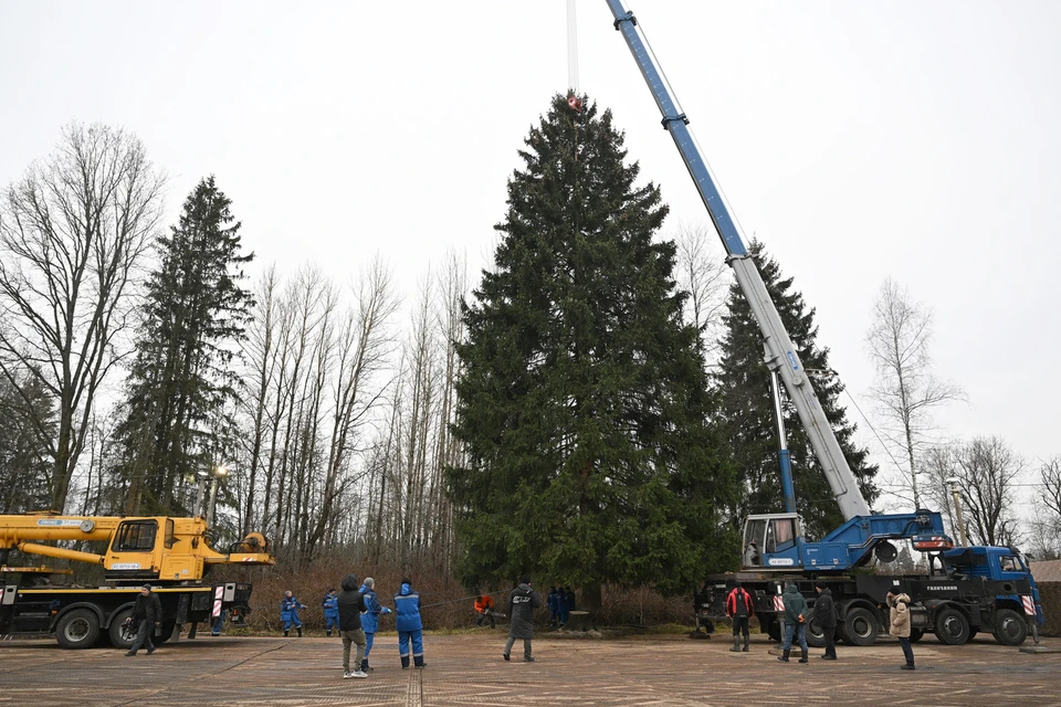 Зеленая красавица станет центральным украшением Московского Кремля.