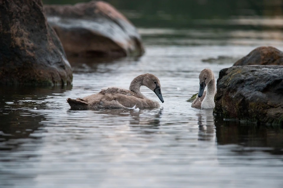 В Сенгилеевском районе ульяновцы пытаются спасти двух молодых лебедей