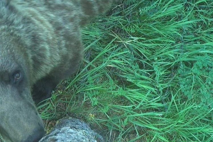 Заваленный горизонт: любопытный косолапый опрокинул фотоловушку в заповеднике на юге Красноярского края