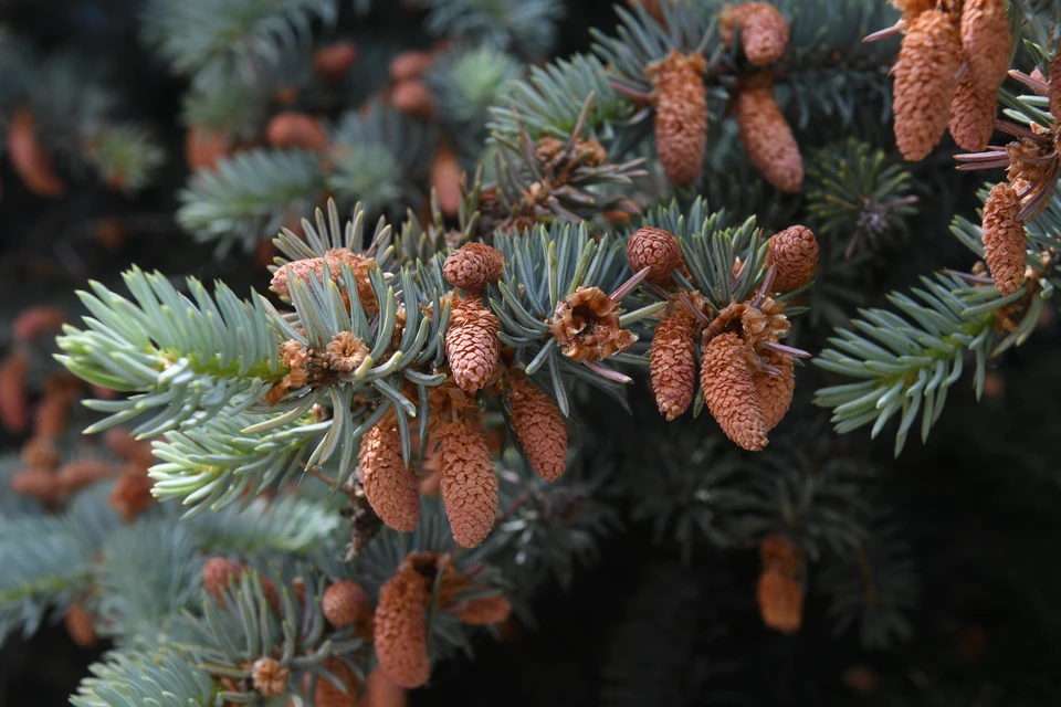 Размер ущерба за незаконную вырубку в предновогодний период удваивается.