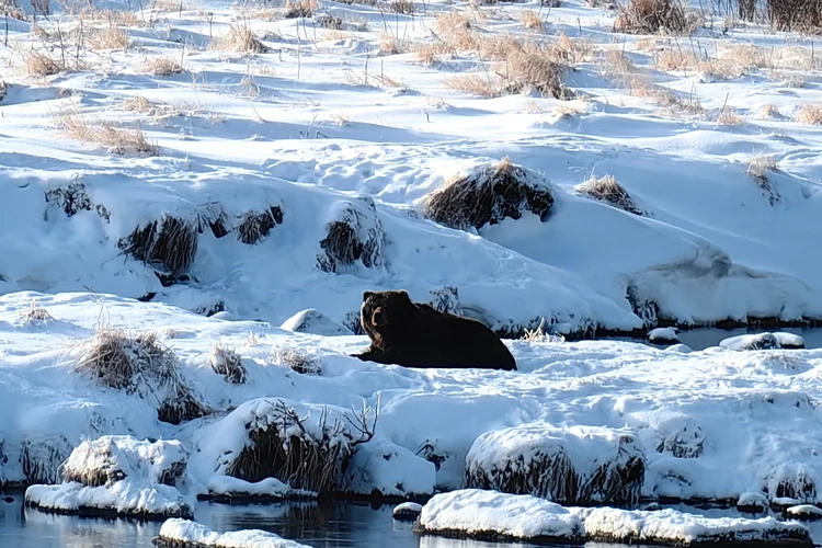 Нерка и кижуч манят и не дают уснуть: более десяти медведей отложили зимнюю спячку на Камчатке