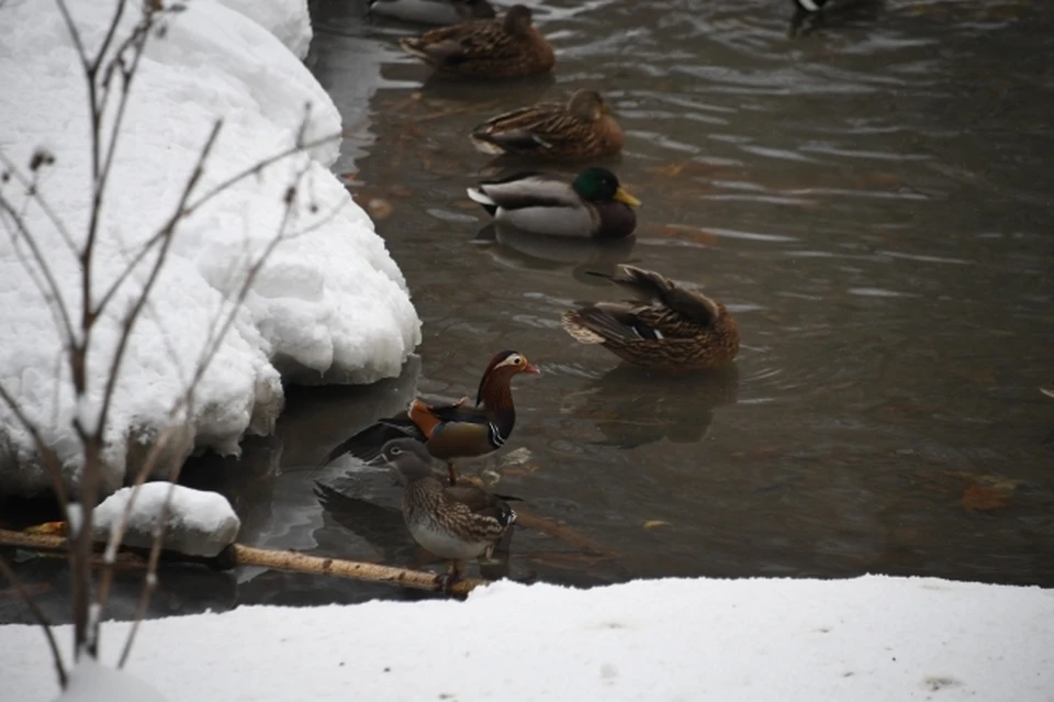 Подобные меры принимаются каждую зиму при установлении длительных морозов и плотного ледостава.