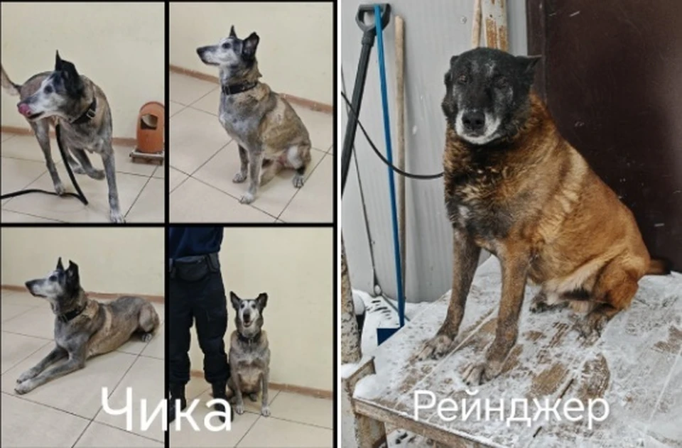 Кинологи аэропорта Якутск ищут дом для двух овчарок-пенсионерок Фото: аэропорт Якутска