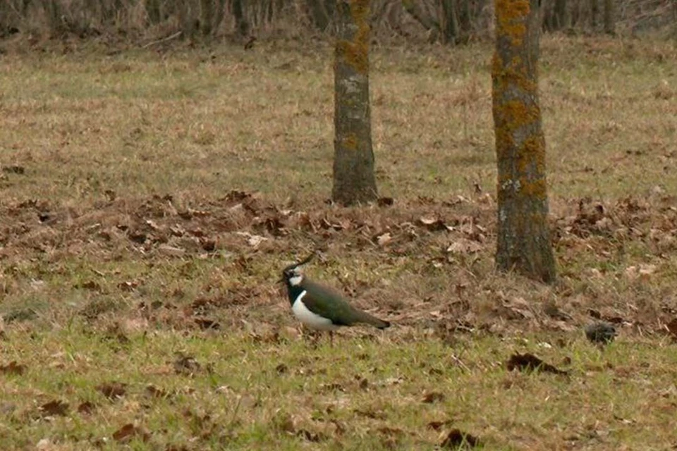 Некоторые из пигалиц продолжат свой род в Петербурге. Фото: t.me/kazdoytvaripopare