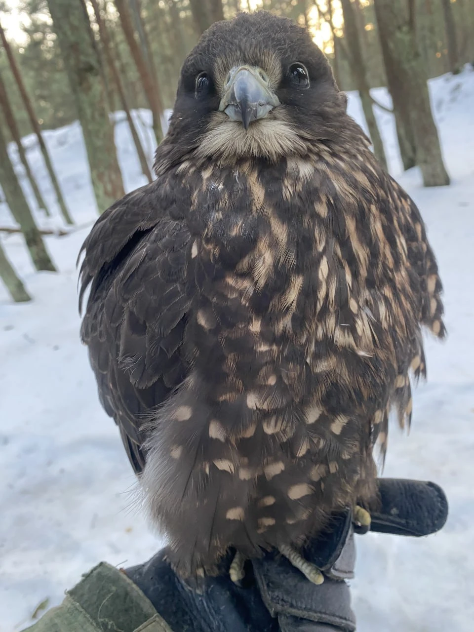 Фото: тг-канал «Фрингилла».