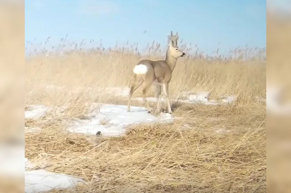 Самец косули - настоящий король леса! Фото: стоп-кадр видео Управления по охране животного мира во «Вконтакте»