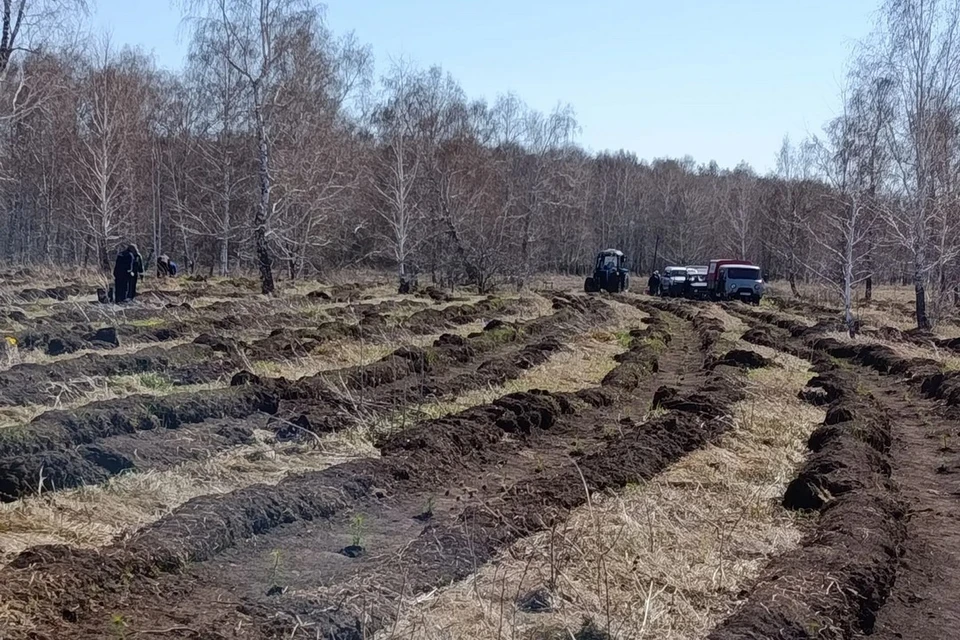 В Ордынском районе высадили более 3 тысяч молодых сосен. Фото: Минприроды Новосибирской области