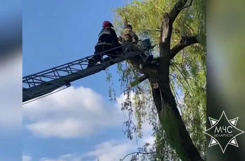 В Дятлово спасатели сняли мужчину с дерева. Фото: стоп-кадр | видео МЧС.