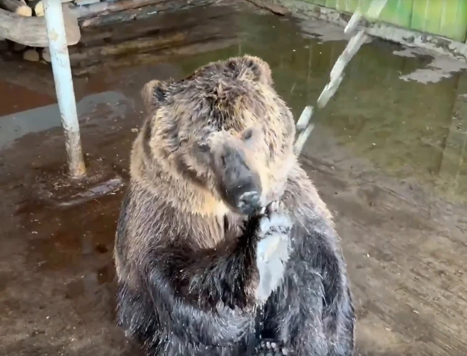 Умка любит плескаться в ванне и принимать душ / Фото: Самарский зоопарк