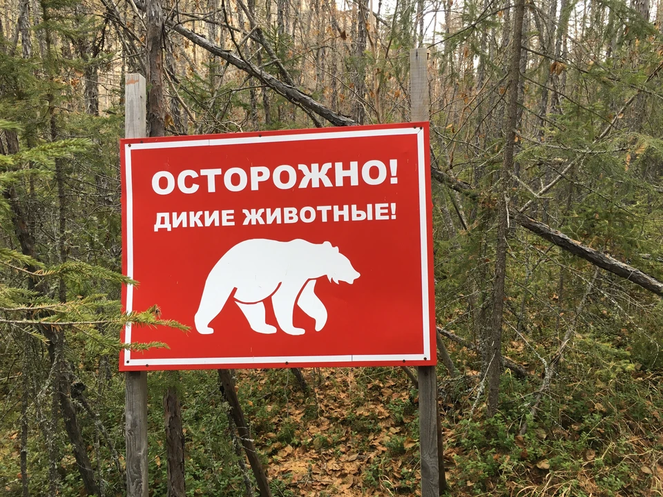 Двух медведей заметили у дороги в Усольском районе