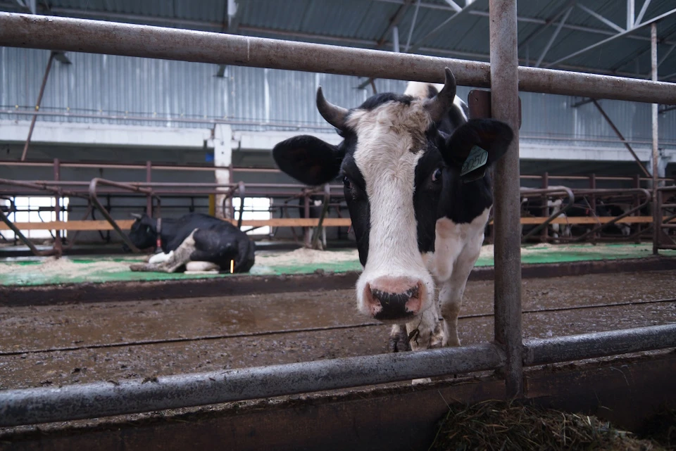 Животноводов обеспечат кормами