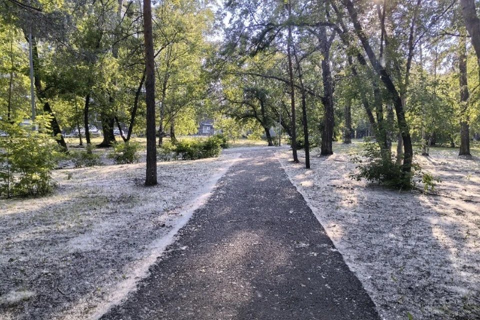 Тюмень утопает в тополином пухе