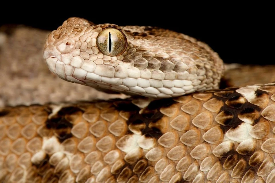Заметили змею – не трогайте ее и не провоцируйте. Фото: reptiles4all/Shutterstock/Fotodom
