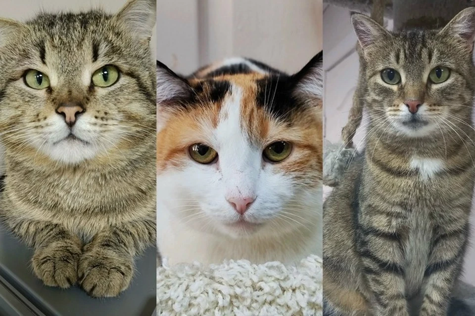 Котики из Удмуртии в поисках дома. Фото: котофонд «Спасем вместе».