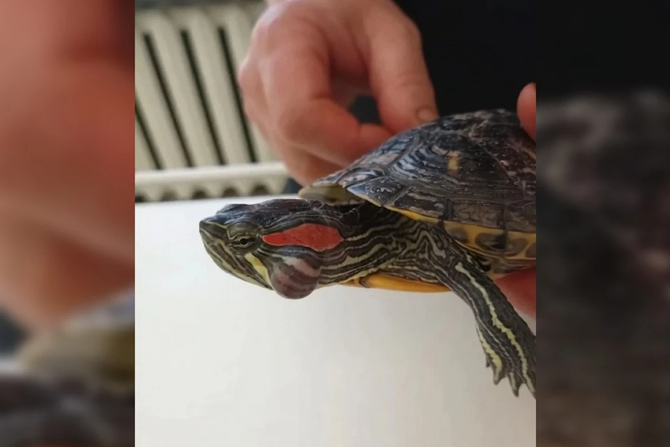 В Балашове ветеринары спасли красноухую черепаху. Фото: Управление ветеринарии Саратовской области.