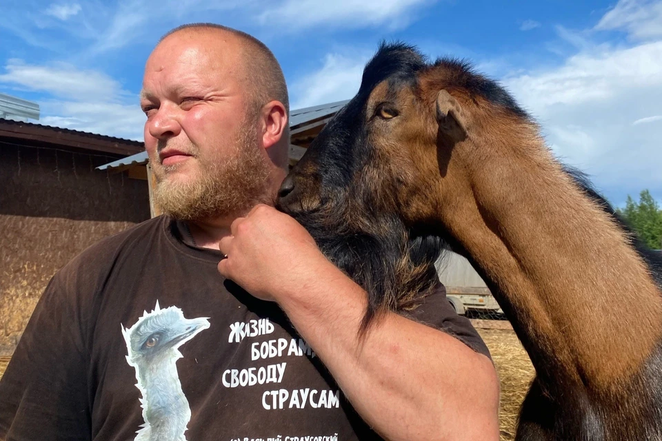 Сбежавший страус принес славу: ферма Напалковых готовится к открытию фестиваля. Фото: личный архив.