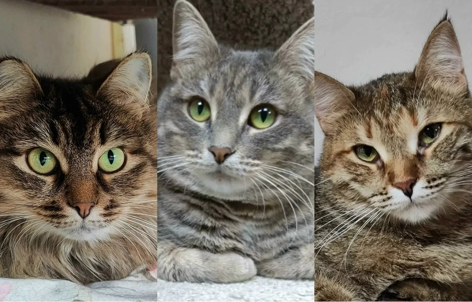 Они мечтают обрести дом. Фото: котофонд.