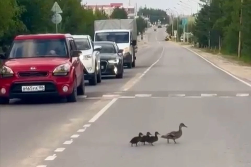 Скрин с видео Евгения Буренкова тогда еще живых уточки и утят