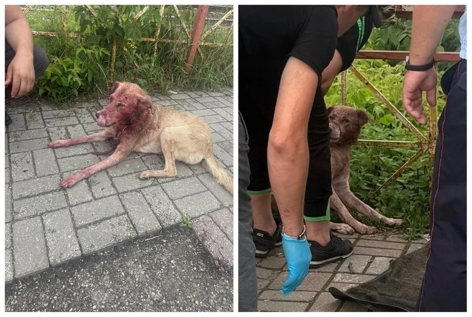 Владелица порезала собаку, еще два питомца убежали, а трое животных остались с женщиной в квартире. Фото: https://vk.ru/zoovolonter62