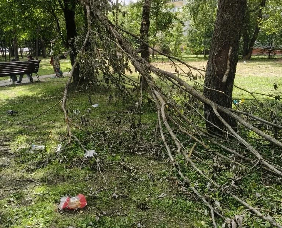 Непогода повалила много деревьев в сквере.