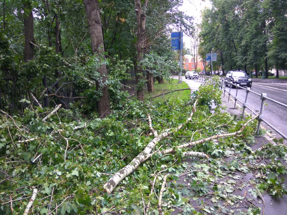 В Ростове убрали уже почти 550 поваленных стихией деревьев.