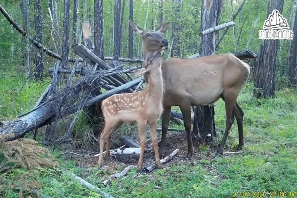 Фотоловушка в нацпарке Ленские столбы засняла милый момент из жизни изюбрей. Фото: скриншот с видео нацпарка "Ленский столбы"