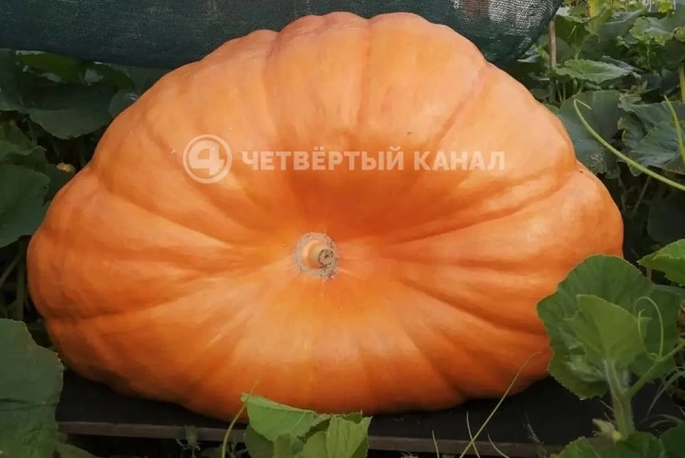 Мощная тыква продолжает расти. Фото: «Четвертый канал»