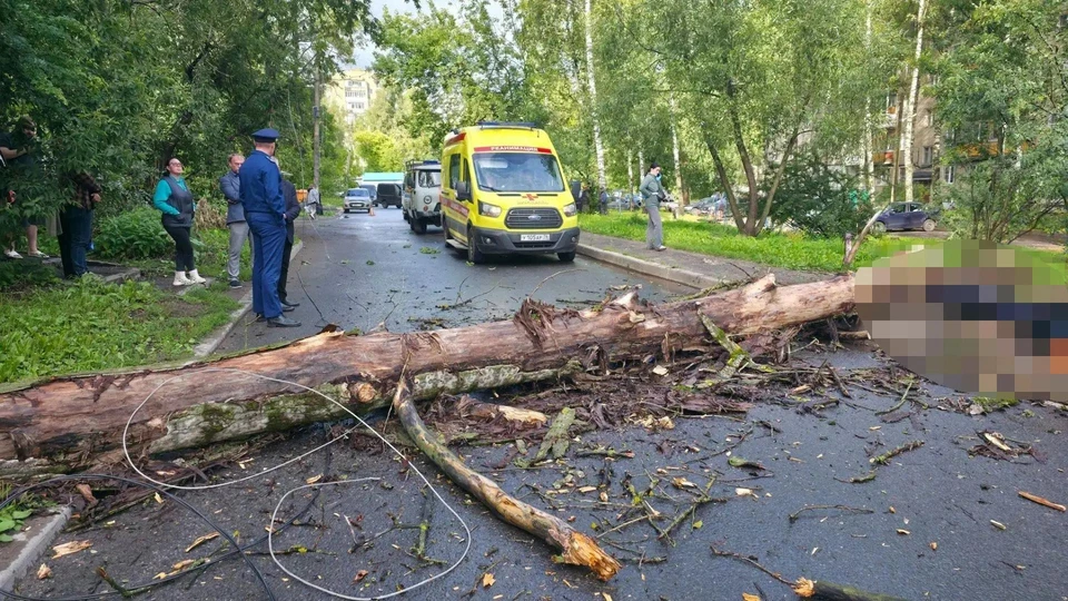 Место, где упало дерево.