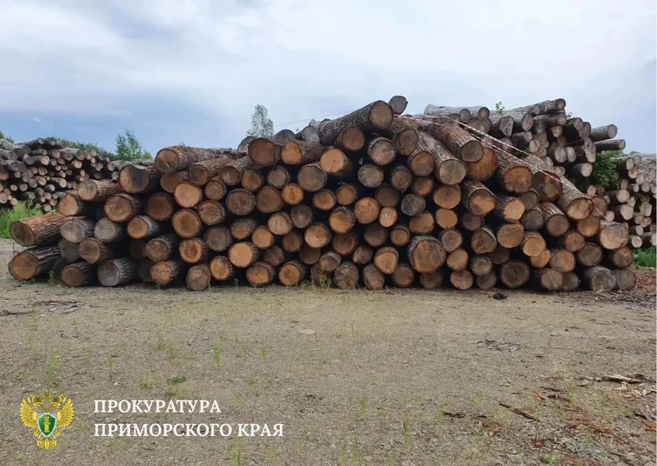 Суд взыскал 121 миллион рублей с контрабандистов леса ценных пород в Приморье Фото: прокуратура Приморья