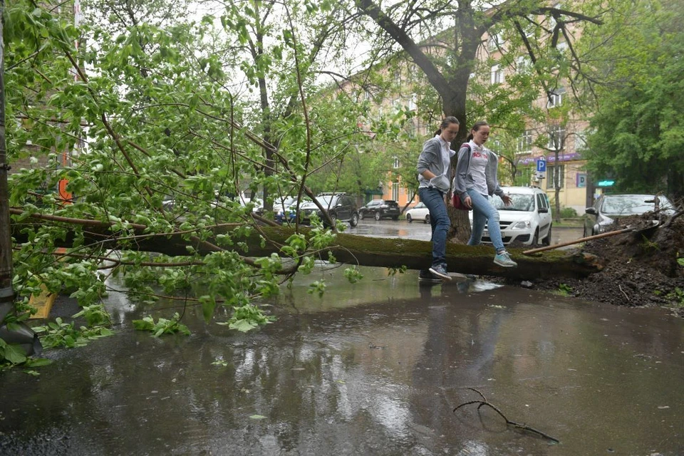 В Ростове рухнувшее дерево перекрыло дорогу к двум детским садам на улице Ленина.
