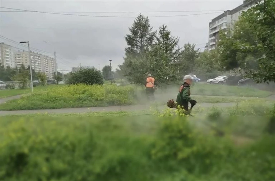 В Красноярске более 70 участков очистили от наркосодержащих растений. Фото: администрация Красноярска