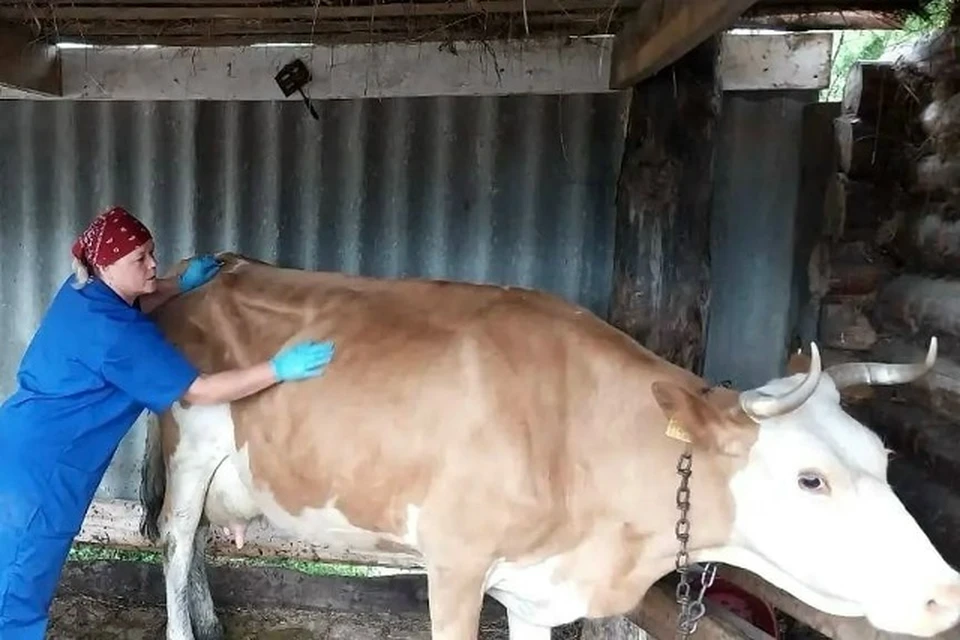 В Тайшете ветеринары спасли корову после укуса гадюки. Фото: Ассоциация ветеринарии Иркутской области.