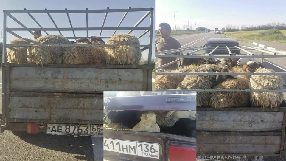 Фото с сайта Управления Россельхознадзора по Воронежской, Белгородской и Липецкой областям