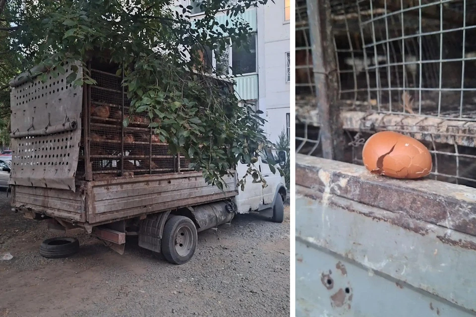Несколько дней куры в клетках находятся на солнцепеке.
