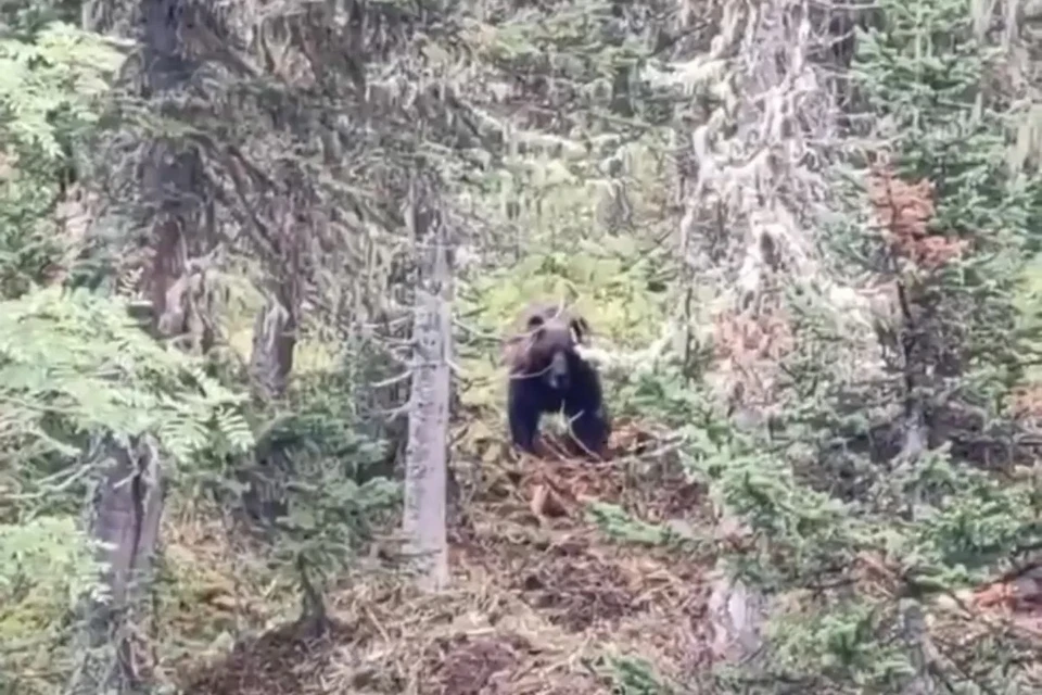 В Киренском районе медведь насмерть загрыз пенсионера, ушедшего за грибами. Фото: скриншот с видео очевидца, опубликованного в канале ГУ России МВД по Иркутской области