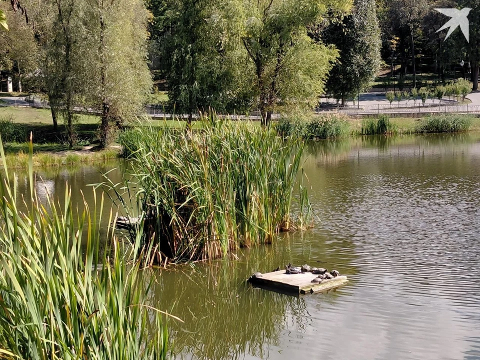 Черепашки в парке на Рышкановке успели погреться на солнце. Фото: КП