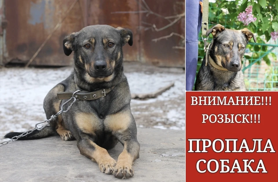 фото ветцентра Друзья