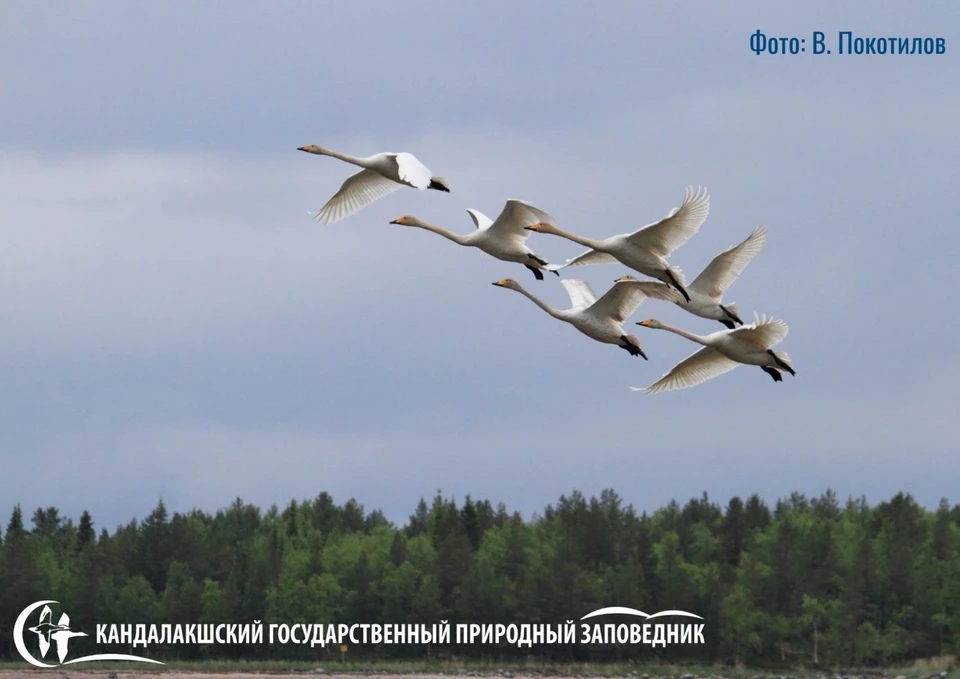 Осенняя миграция птиц в регионе продолжается. Фото: Кандалакшский природный заповедник