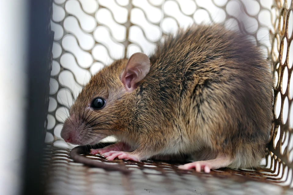 Типичная московская серая крыса Rattus norvegicus. Она же пасюк. Фото: 22August/Shutterstock/Fotodom