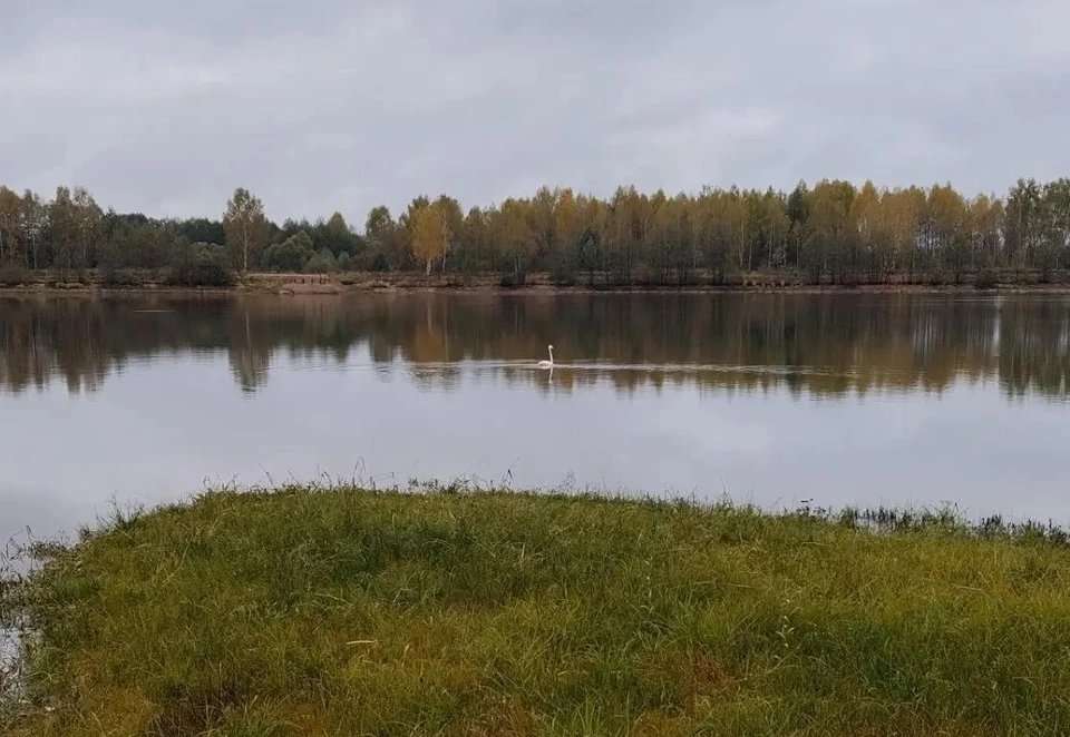 Фото Госохотинспекции Владимирской области.